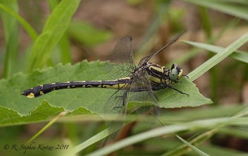 Gomphurus crassus, female